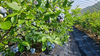 신현길 (님의 블루베리 · 자유게시판 작성글 사진