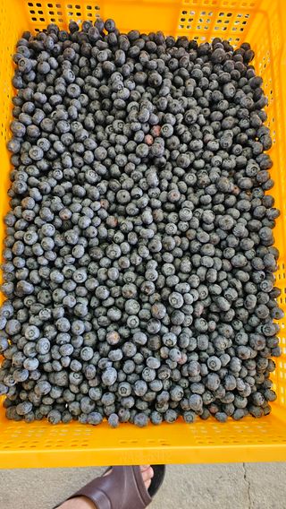 신현길 (님의 블루베리 · 자유게시판 작성글 사진