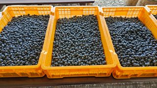 신현길 (님의 블루베리 · 자유게시판 작성글 사진