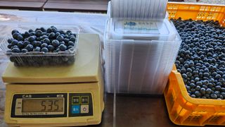 신현길 (님의 블루베리 · 자유게시판 작성글 사진