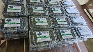 신현길 (님의 블루베리 · 자유게시판 작성글 사진