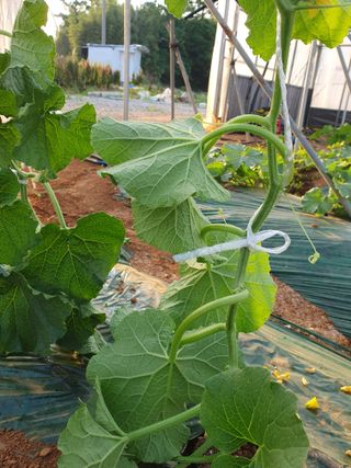 알 수 없음님의 기타작물 · 자유게시판 작성글 사진