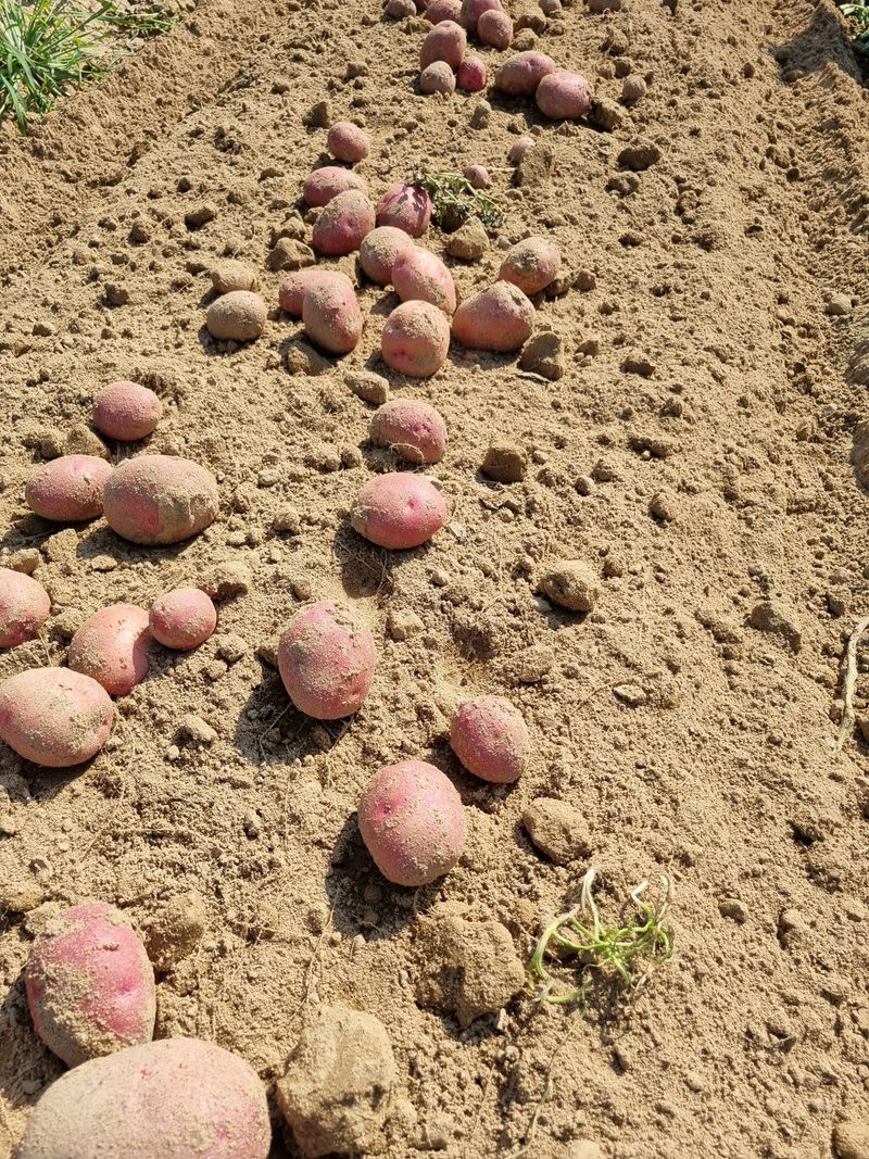 믿고사는농원-송미경님의 장터 판매 상품 [홍감자 5킬로(왕-특)] 첨부 사진