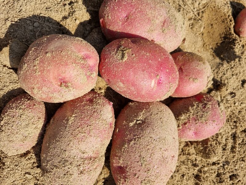 믿고사는농원-송미경님의 장터 판매 상품 [홍감자 5킬로(왕-특)] 첨부 사진