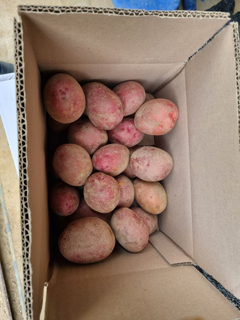 믿고사는농원-송미경님의 장터 판매 상품 [홍감자 5킬로(왕-특)] 첨부 사진