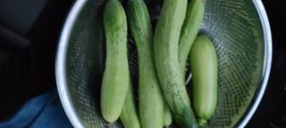 Mmebaik님의 오이 · 자유게시판 작성글 사진