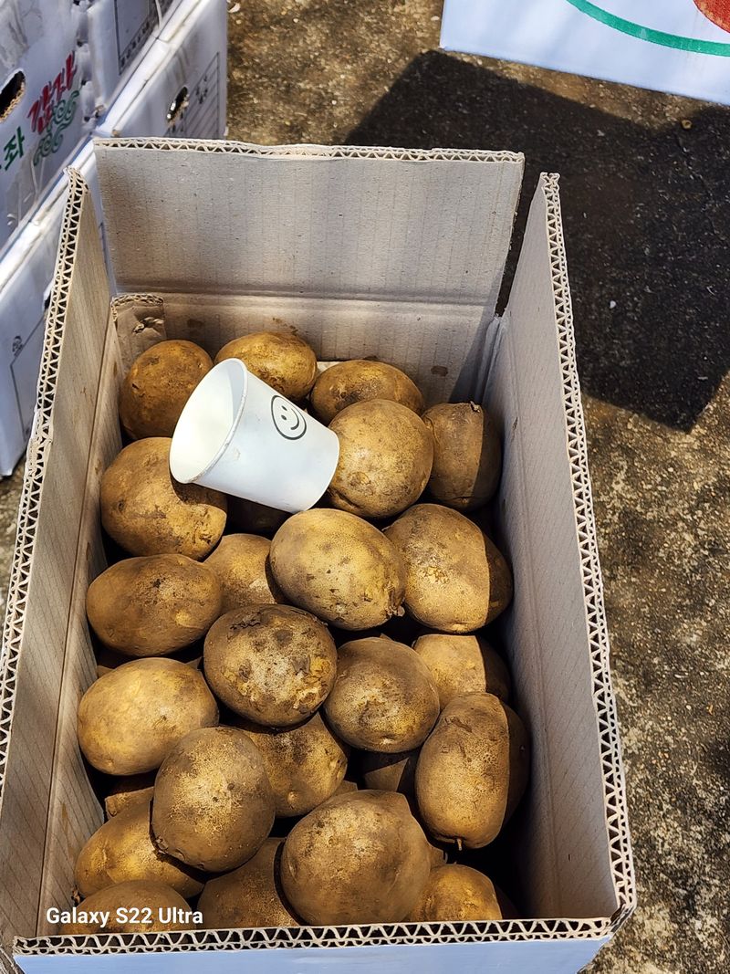 김태환님의 장터 판매 상품 [(도하네농장) 2023년 제주구좌 햇 감자] 첨부 사진