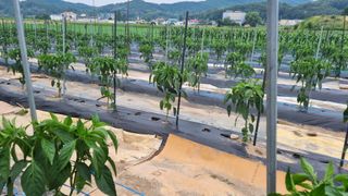 정금기님의 들깨 · 자유게시판 작성글 사진