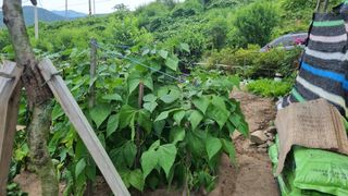 정금기님의 들깨 · 자유게시판 작성글 사진