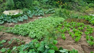 정금기님의 들깨 · 자유게시판 작성글 사진