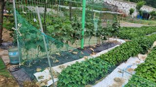 정금기님의 들깨 · 자유게시판 작성글 사진