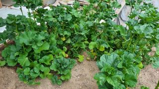 정금기님의 들깨 · 자유게시판 작성글 사진