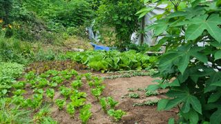 정금기님의 들깨 · 자유게시판 작성글 사진