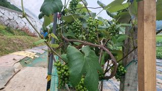 정금기님의 들깨 · 자유게시판 작성글 사진