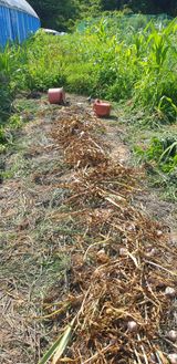 팜모닝 마늘·수확 게시글 이미지