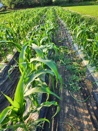 권지연.옥천.님의 옥수수 · 영농일지 작성글 사진