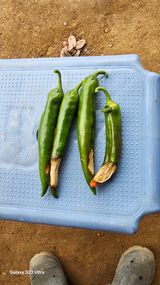 팜모닝 들깨·병해충상담 게시글 이미지