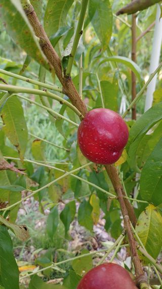 박상현님의 복숭아 · 자유게시판 작성글 사진