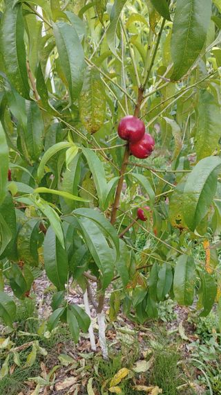 박상현님의 복숭아 · 자유게시판 작성글 사진