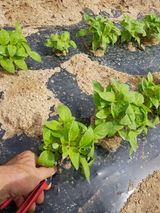 팜모닝 감·영농일지 게시글 이미지