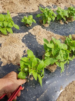 문성농장15146님의 감 · 영농일지 작성글 사진