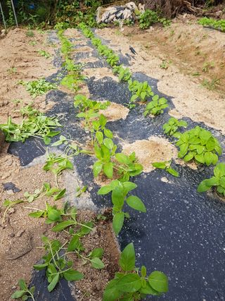 문성농장15146님의 감 · 영농일지 작성글 사진