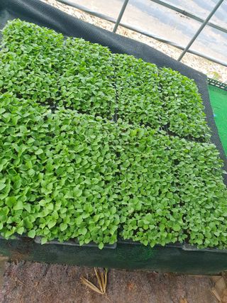 인생은 소풍처럼님의 들깨 · 자유게시판 작성글 사진