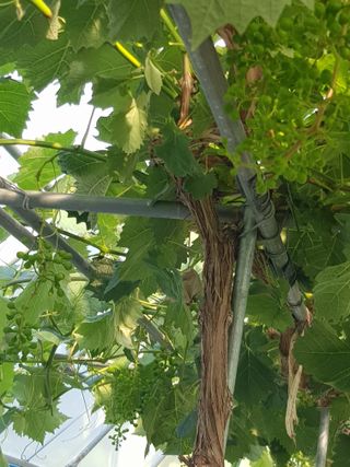 정석구님의 포도 · 자유게시판 작성글 사진