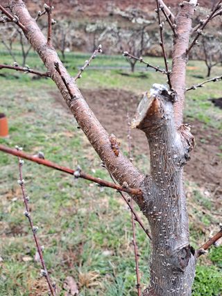 단풍농장님의 복숭아 · 병해충상담 작성글 사진