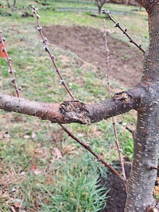 단풍농장님의 복숭아 · 병해충상담 작성글 사진
