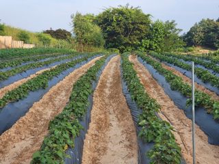 김서린님의 자유주제 · 자유게시판 작성글 사진