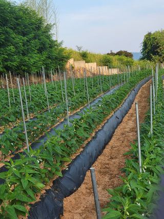 김서린님의 자유주제 · 자유게시판 작성글 사진