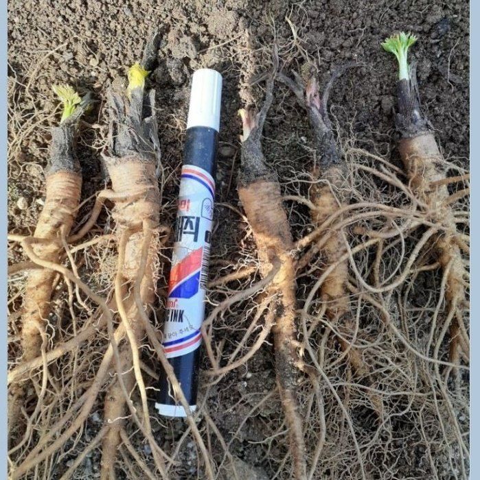 장터 상품 [누리대   종근] 썸네일