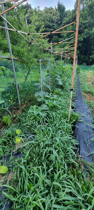 달방구님의 오이 · 자유게시판 작성글 사진