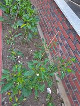 팜모닝 고추·병해충상담 게시글 이미지