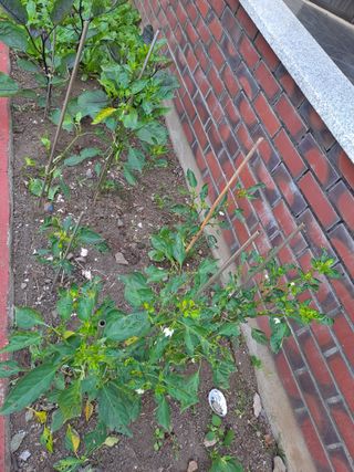 복숭아21943님의 고추 · 병해충상담 작성글 사진