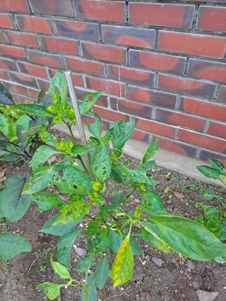 복숭아21943님의 고추 · 병해충상담 작성글 사진