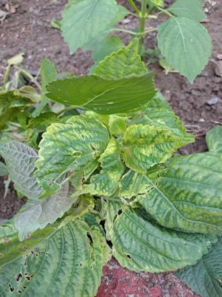 복숭아21943님의 고추 · 병해충상담 작성글 사진