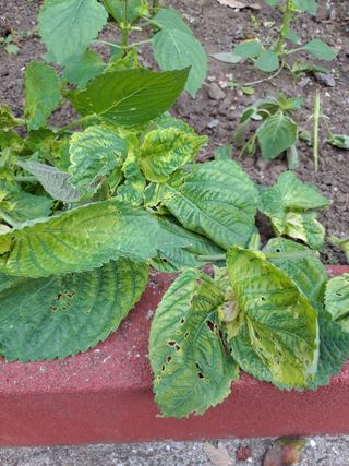 복숭아21943님의 고추 · 병해충상담 작성글 사진