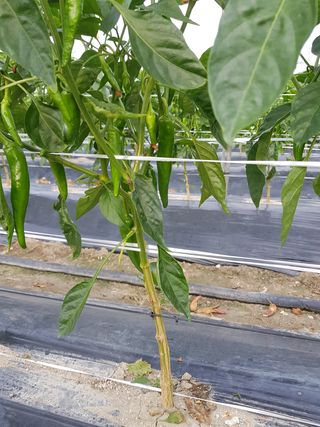 암초님의 고추 · 비료•농약 작성글 사진