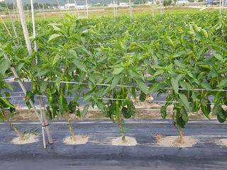 암초님의 고추 · 비료•농약 작성글 사진