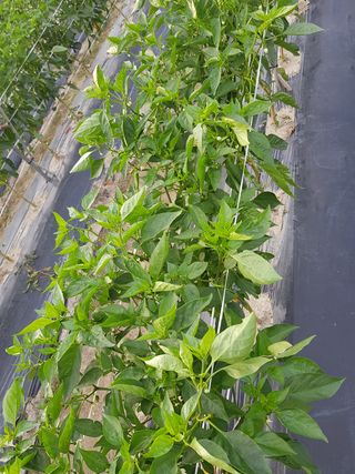 암초님의 고추 · 비료•농약 작성글 사진