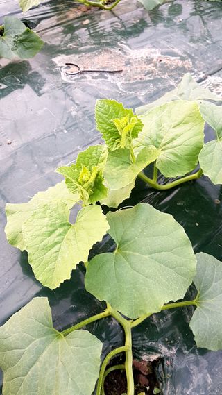 신상태님의 기타작물 · 병해충상담 작성글 사진