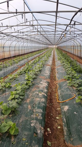 신상태님의 기타작물 · 병해충상담 작성글 사진