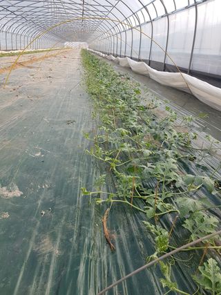 신상태님의 기타작물 · 병해충상담 작성글 사진