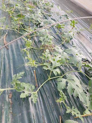 신상태님의 기타작물 · 병해충상담 작성글 사진