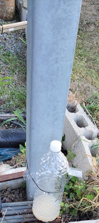 김중언님의 팜모닝 병해충 연구회 · 병해충 경험담 작성글 사진