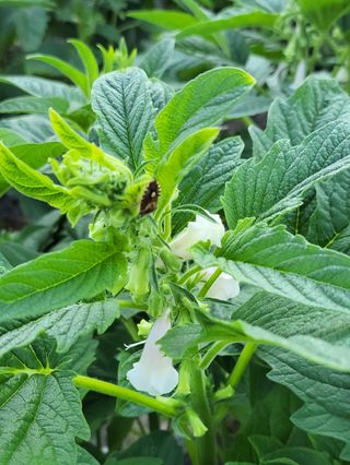 김중언님의 팜모닝 병해충 연구회 · 병해충 경험담 작성글 사진