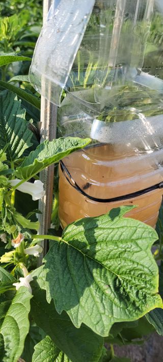 김중언님의 팜모닝 병해충 연구회 · 병해충 경험담 작성글 사진