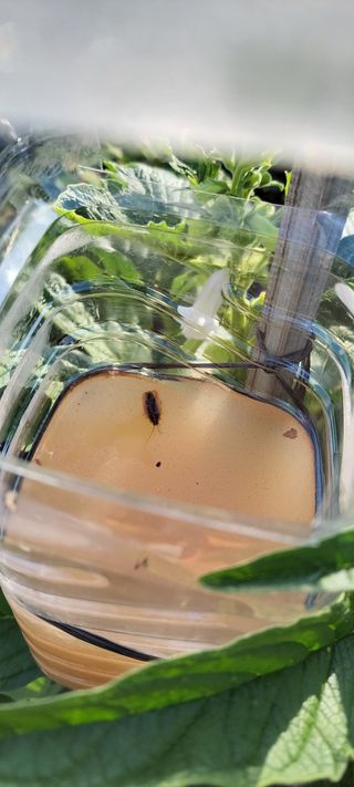 김중언님의 팜모닝 병해충 연구회 · 병해충 경험담 작성글 사진